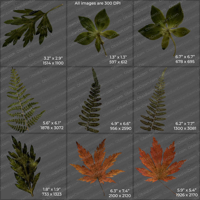 Pressed Flowers and Greenery PNGs