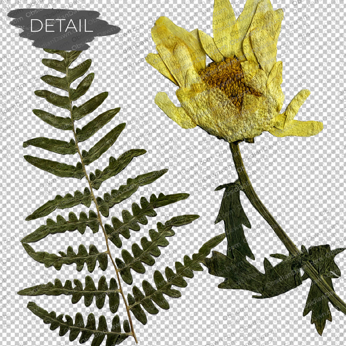 Pressed Flowers and Greenery PNGs