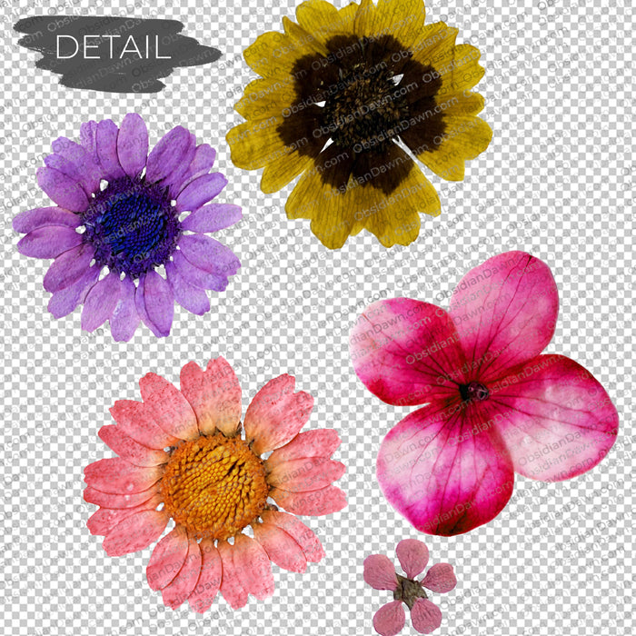 Pressed Flowers and Greenery PNGs