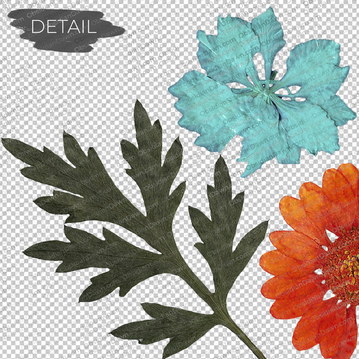Pressed Flowers and Greenery PNGs