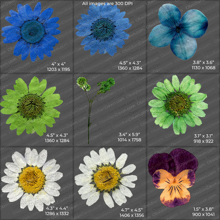 Pressed Flowers and Greenery PNGs