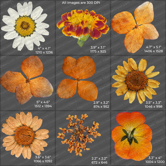 Pressed Flowers and Greenery PNGs