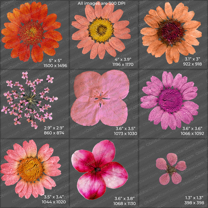 Pressed Flowers and Greenery PNGs