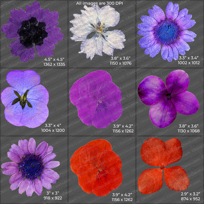 Pressed Flowers and Greenery PNGs