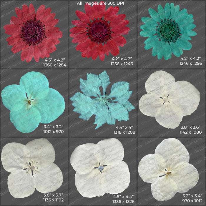 Pressed Flowers and Greenery PNGs