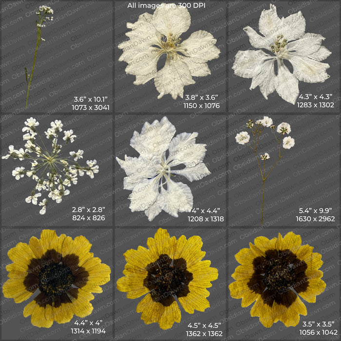 Pressed Flowers and Greenery PNGs