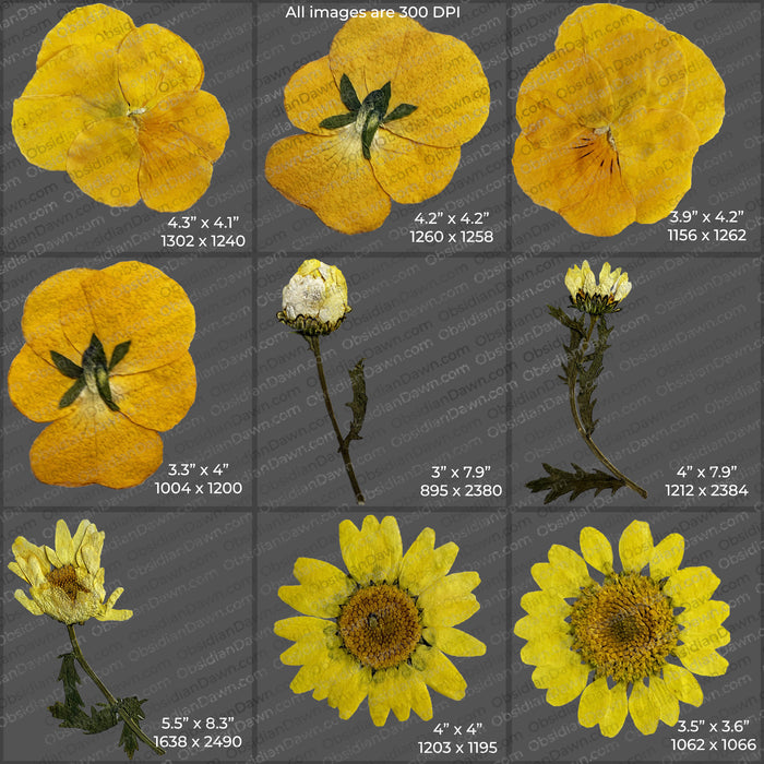 Pressed Flowers and Greenery PNGs