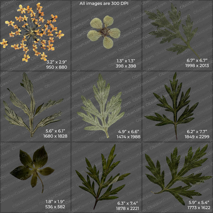 Pressed Flowers and Greenery PNGs