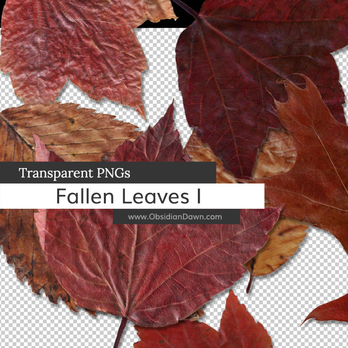 Fallen Autumn Leaves I PNGs