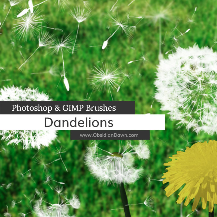 Dandelions Brushes