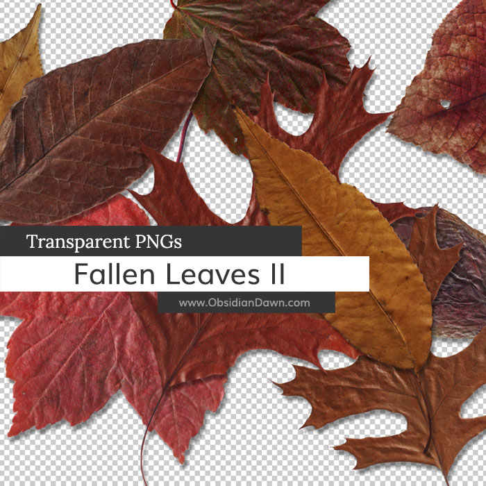 Fallen Autumn Leaves II PNGs