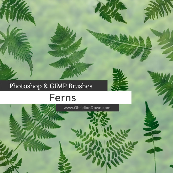 Ferns Brushes