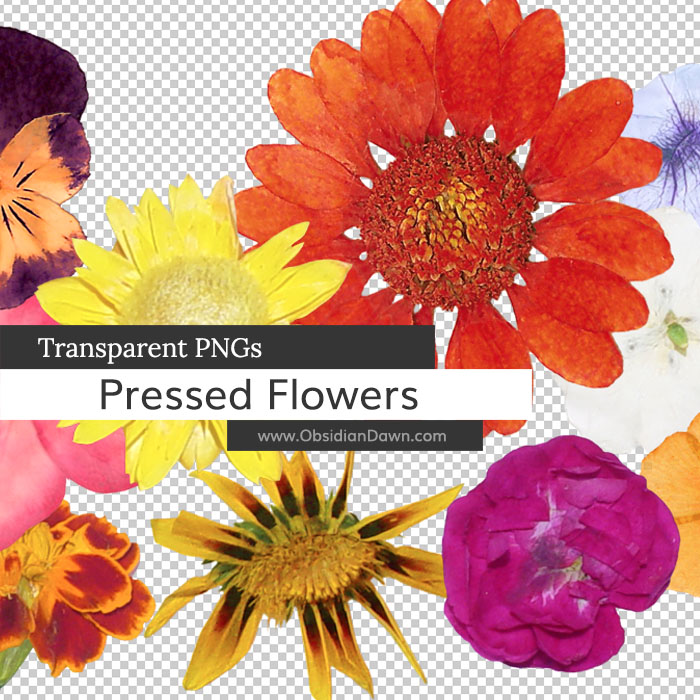 Pressed Flowers PNGs