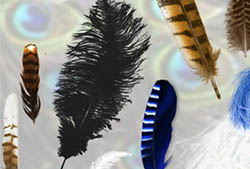 Feathers Brushes