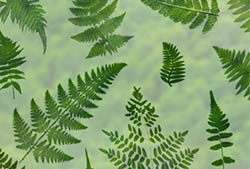 Ferns Brushes