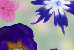 Pressed Garden Flowers Brushes